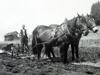 Adolf R�bsamen mit seinem Pferdegespann auf dem Schwendiberg (bei M�selbach / Schweiz).